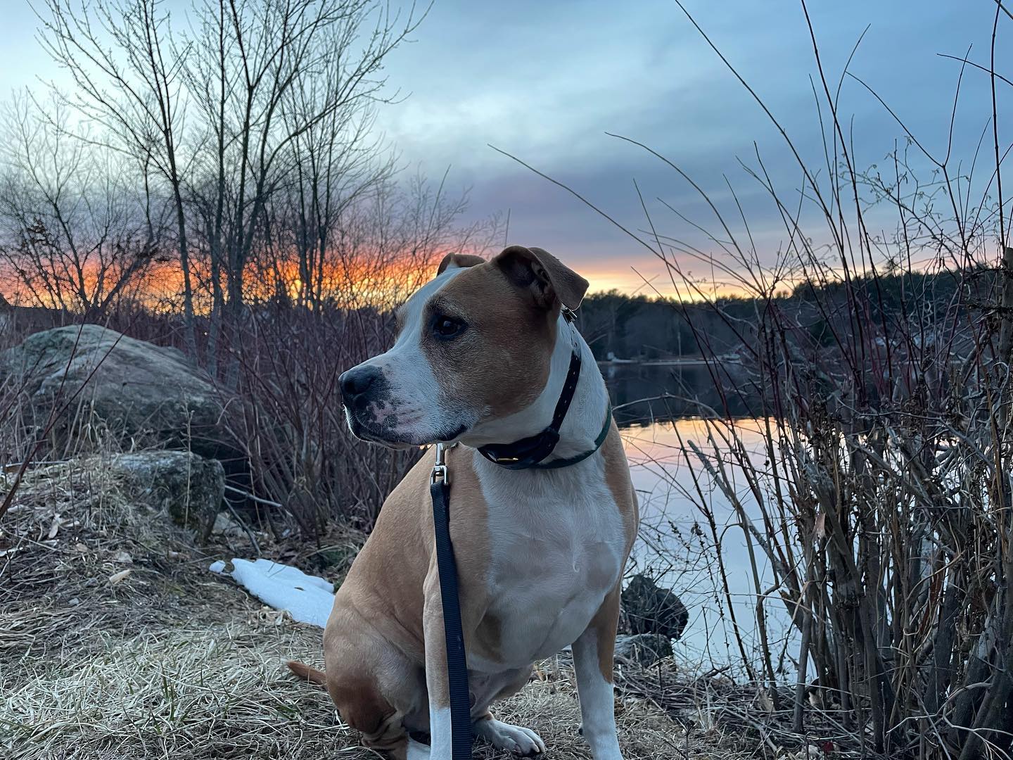 Dog sitting outdoors in a park in Pittsfield, NH near a lake during a behavior modification training session in New Hampshire.