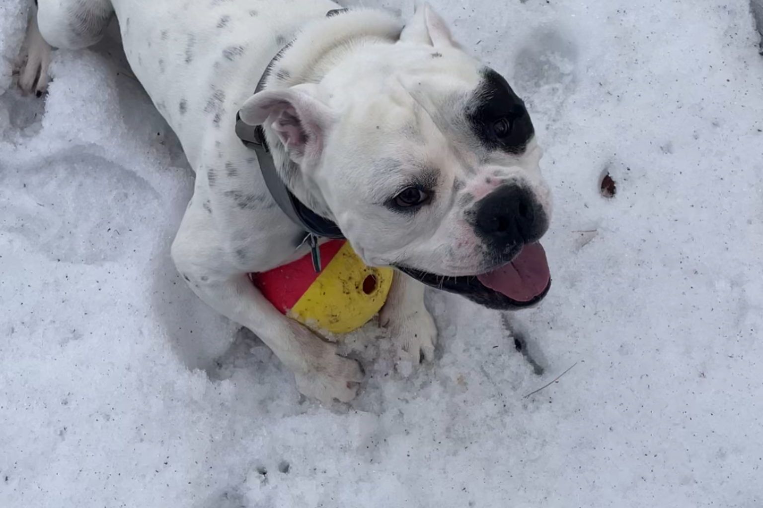 Agressive Dog Behavior