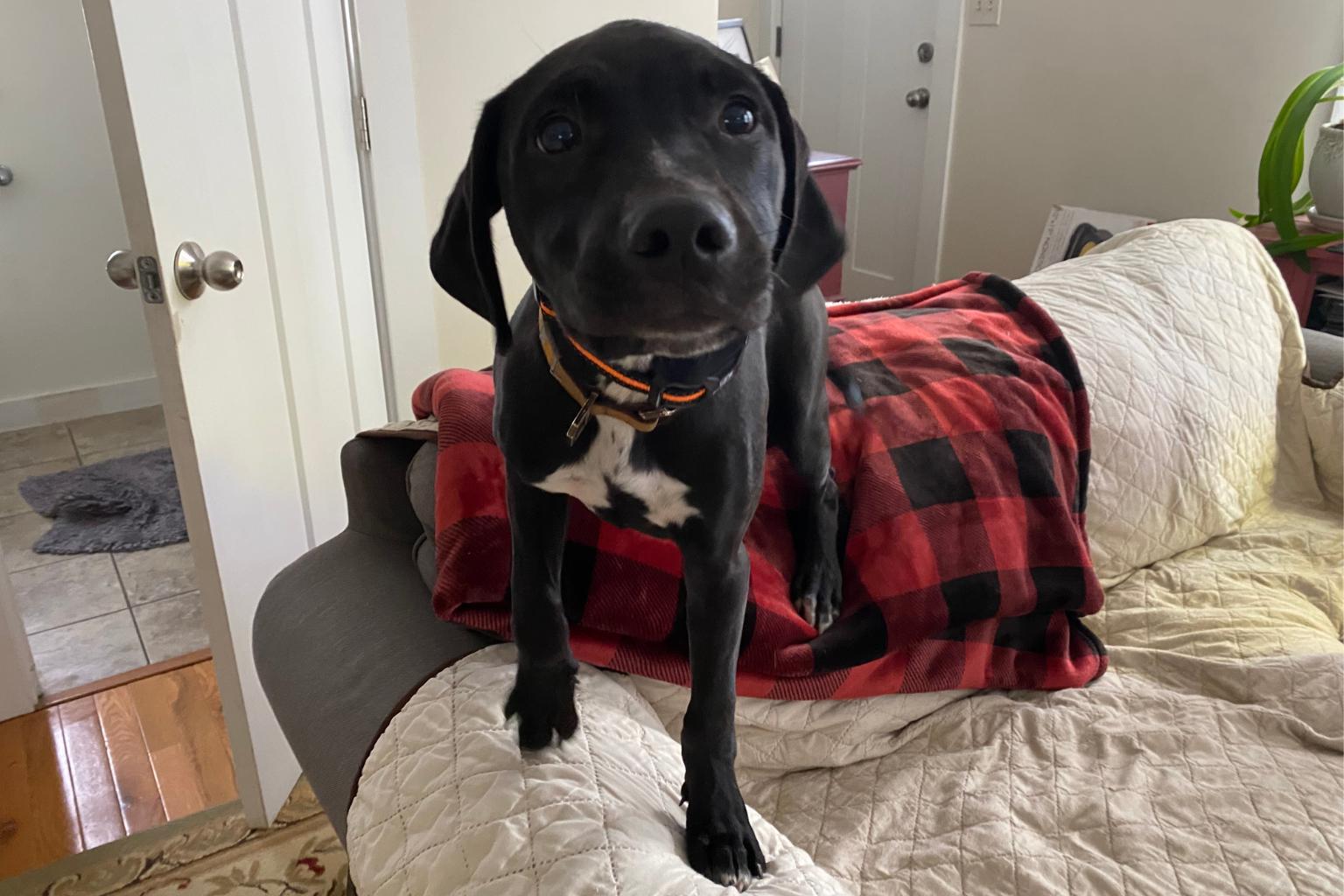 virtual dog training